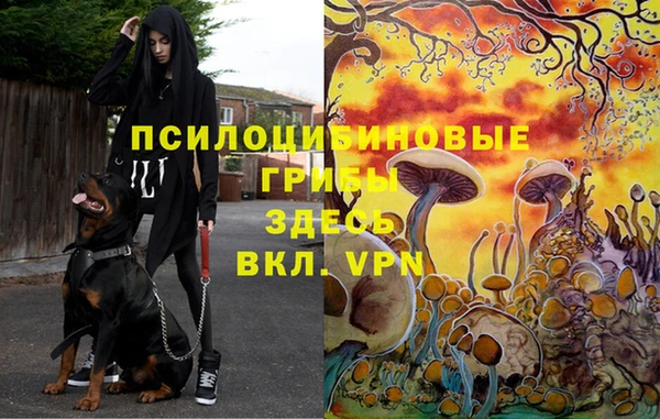 мдпв Белокуриха